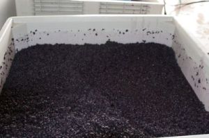1000 pounds of grapes
