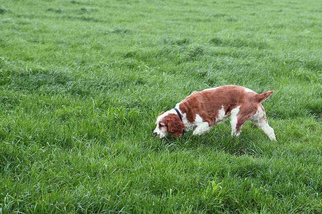 dog smelling grass